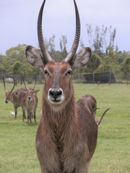 A close-up of a waterbuck with long, curved horns, standing in a grassy field with other waterbucks in the background.