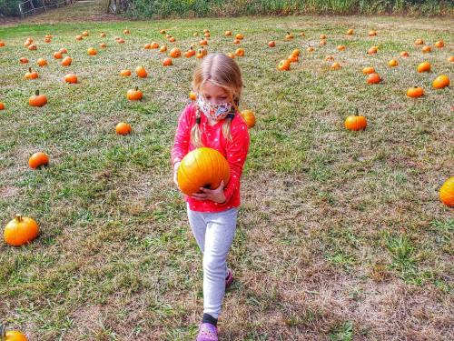 A child in a red shirt and mask carries a pumpkin in a field scattered with pumpkins.