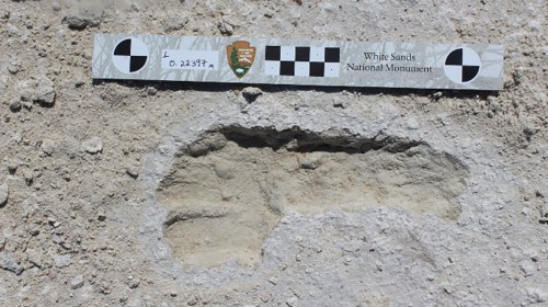 A close-up of a footprint in sandy soil, with a measurement scale from White Sands National Monument above it.