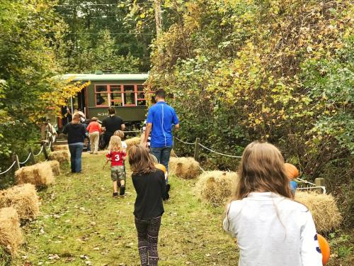 A group of people walking along a path lined with hay bales, heading towards a green train in a wooded area.