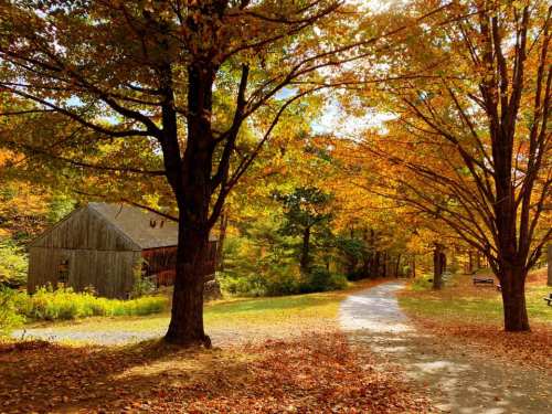 A scenic path lined with trees in autumn colors, leading to a rustic wooden building.