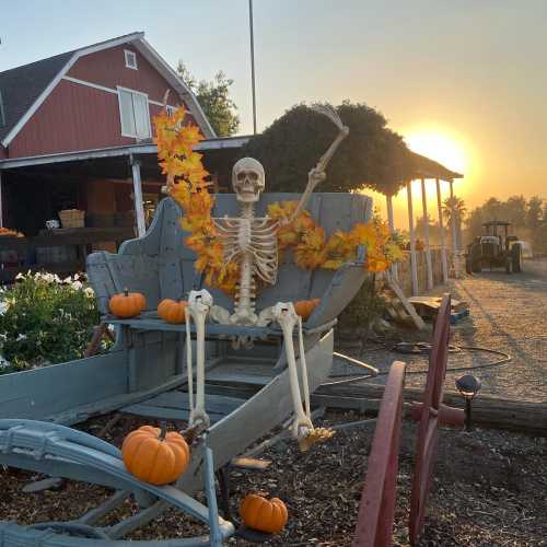 A skeleton sits on a wooden cart adorned with autumn leaves and pumpkins, with a sunset in the background.