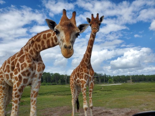Two giraffes with long necks and distinctive spots stand in a grassy area under a blue sky with fluffy clouds.