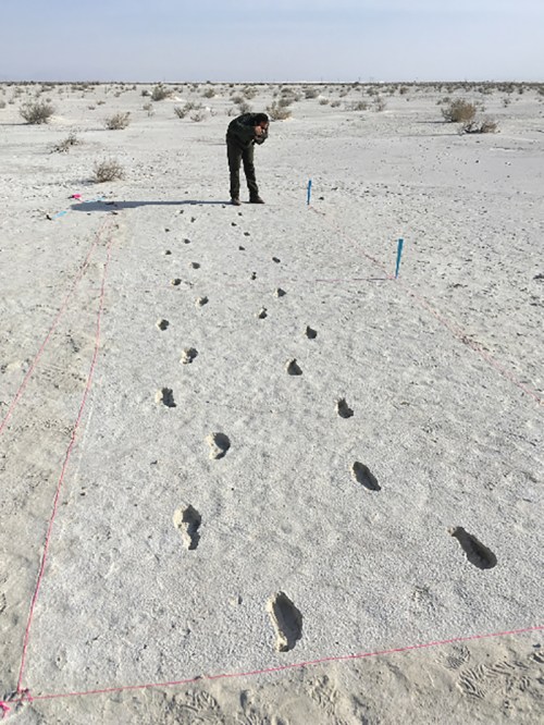A person examines a series of footprints marked on a sandy surface, surrounded by sparse vegetation.