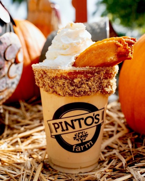 A creamy drink topped with whipped cream and a cinnamon-sugar rim, garnished with a slice of pie, set on straw and pumpkins.