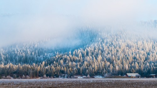 A misty winter landscape featuring frosted evergreen trees and a distant barn under a cloudy sky.