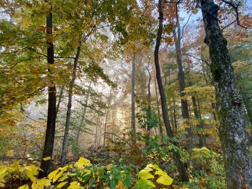 A misty forest scene with tall trees and vibrant autumn leaves, illuminated by soft sunlight filtering through the fog.