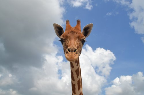 A close-up of a giraffe's head against a blue sky with fluffy clouds.