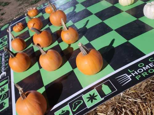 A large checkered board with orange pumpkins arranged like chess pieces on a green and black surface.
