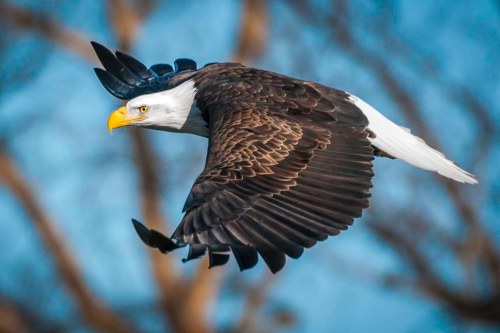 A majestic eagle in flight, showcasing its striking black and white feathers against a blue sky.