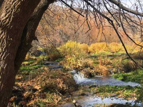 A serene landscape featuring a flowing stream surrounded by autumn foliage and trees.