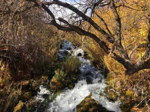 A serene stream flows through a colorful autumn landscape, surrounded by trees and vibrant foliage.