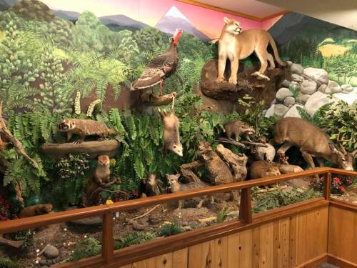 A vibrant diorama featuring various taxidermied animals among ferns and rocks, set against a painted mountain backdrop.