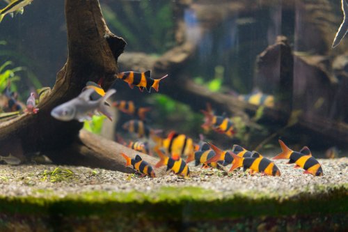 A vibrant aquarium scene with colorful fish swimming among plants and rocks.