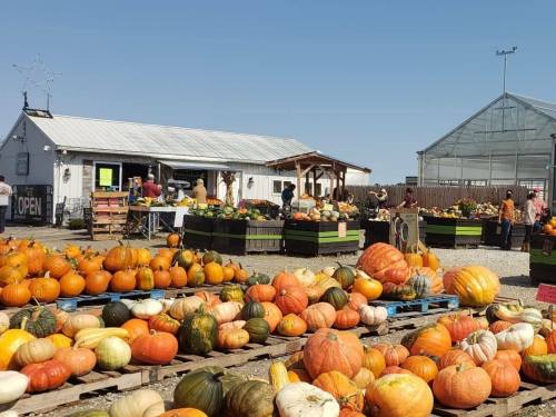 A vibrant pumpkin patch with various pumpkins for sale, a barn in the background, and visitors browsing the market.
