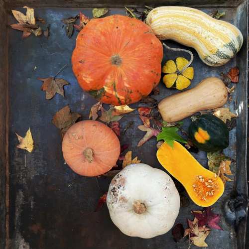 A variety of pumpkins and squash arranged on a tray with colorful autumn leaves scattered around.