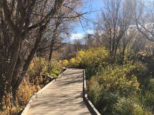 A wooden boardwalk winds through a serene landscape of trees and autumn foliage under a clear blue sky.