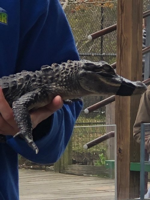 A person holds a small alligator, showcasing its textured skin and distinctive snout.
