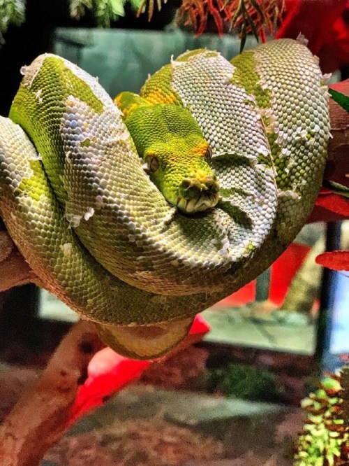 A green snake coiled on a branch, blending with its surroundings in a vibrant, natural habitat.
