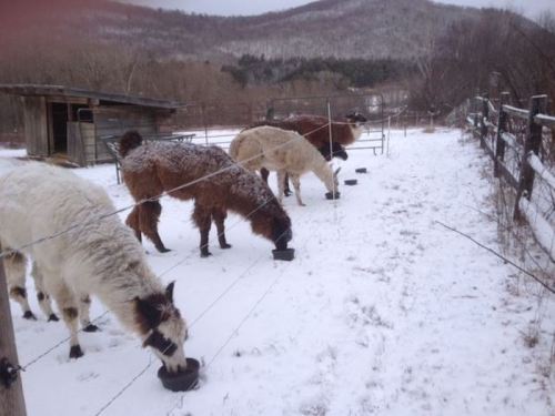 Five llamas eating from troughs in a snowy field, with a wooden shed and mountains in the background.