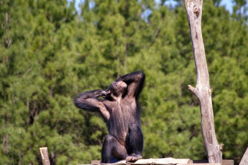 A chimpanzee sits on a wooden structure, grooming itself against a backdrop of green trees.