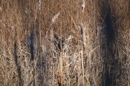A deer partially hidden among tall, dry grasses in a natural setting.
