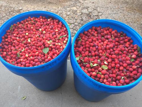 Two blue buckets filled with bright red cherries, some with green leaves, sitting on a concrete surface.