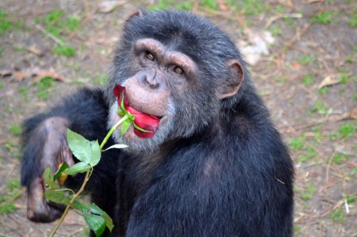 A chimpanzee holding a rose in its mouth, looking curiously at the camera.