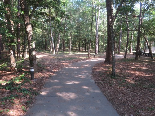 A winding path through a sunlit forest, surrounded by tall trees and scattered leaves on the ground.