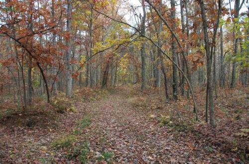 A serene forest path surrounded by trees with autumn leaves in shades of orange and yellow.