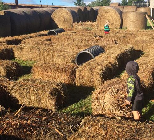 Two children play in a hay maze, surrounded by large hay bales and black tubes under a clear blue sky.