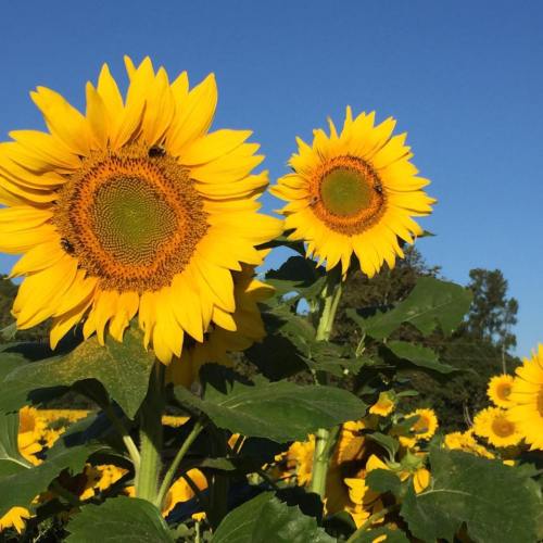 A field of vibrant sunflowers under a clear blue sky, showcasing their bright yellow petals and green leaves.