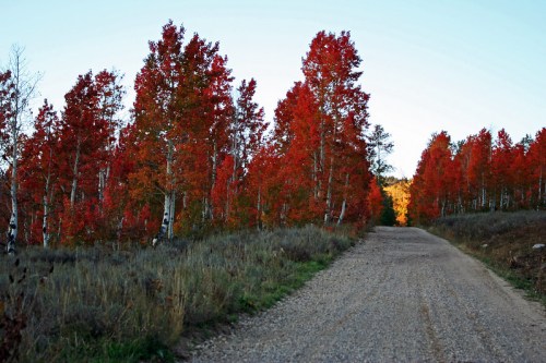 A gravel road lined with vibrant red trees in autumn, leading into a serene landscape.