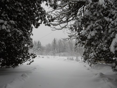 A snowy landscape framed by trees, with a path leading into a winter wonderland under a gray sky.