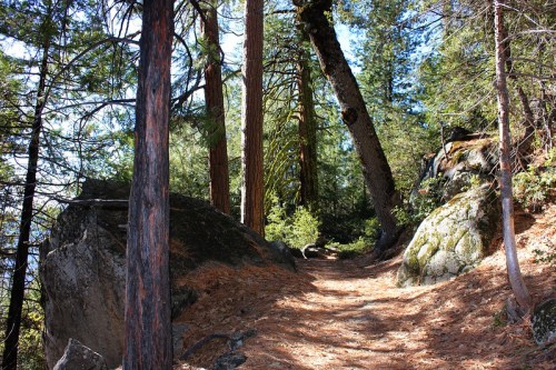 A narrow dirt path winds through a forest of tall trees and rocky outcrops, surrounded by pine needles and greenery.