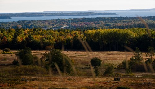 A scenic view of a colorful forest with a distant bridge and water, framed by tall grass in the foreground.