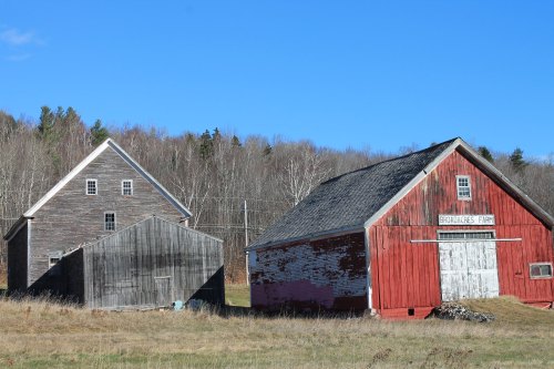 Two rustic barns, one red and one gray, set against a clear blue sky and wooded backdrop.