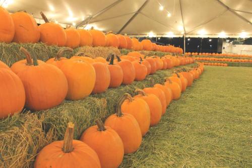 Rows of bright orange pumpkins stacked on hay bales under a large tent, with soft lighting in the background.