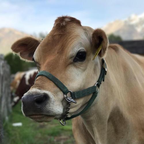 A close-up of a brown cow with a green halter, set against a backdrop of mountains and clear skies.