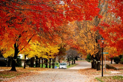 A picturesque street lined with vibrant autumn trees in shades of red, orange, and yellow, with fallen leaves on the ground.