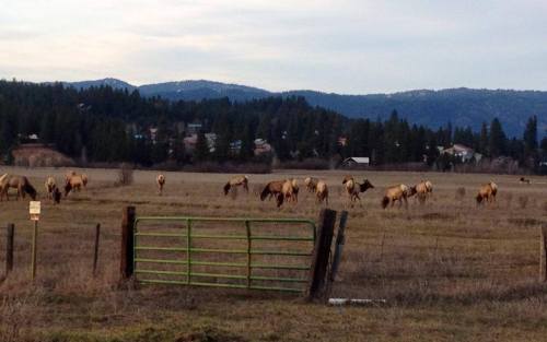 A herd of elk grazes in a grassy field with mountains and a small town in the background. A green gate is in the foreground.