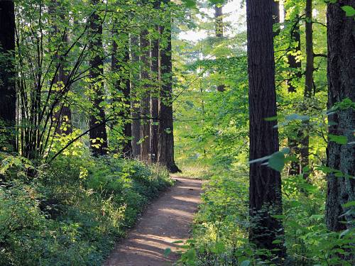 A serene forest path winding through tall trees and lush green foliage, illuminated by soft sunlight.
