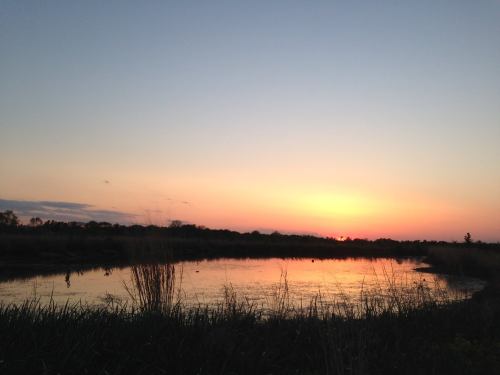 A serene sunset over a calm pond, surrounded by tall grasses and silhouetted trees against a colorful sky.