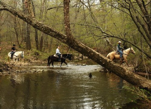 Three riders on horseback crossing a shallow stream, surrounded by trees and greenery.