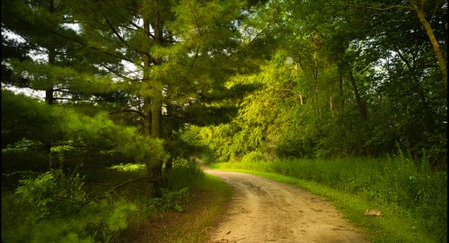 A winding dirt path through a lush green forest, surrounded by tall trees and dense foliage.