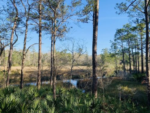 A serene wetland scene with tall trees, lush greenery, and a calm water body under a clear blue sky.