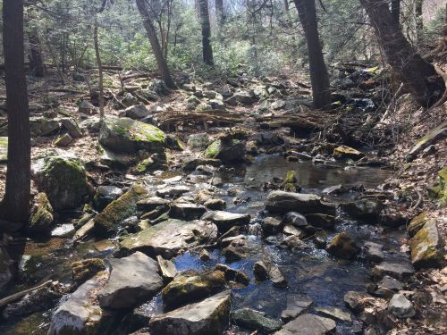A serene forest stream flows over rocks, surrounded by trees and greenery, creating a peaceful natural scene.
