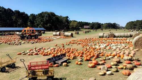A pumpkin patch with various pumpkins scattered across a field, hay bales in the background, and a wagon nearby.