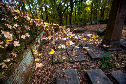 A branch with yellow leaves overhangs a weathered graveyard surrounded by trees and fallen leaves.