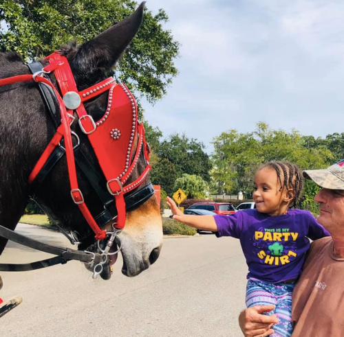 A child in a purple shirt reaches out to touch a horse wearing a red harness, while an adult holds her.